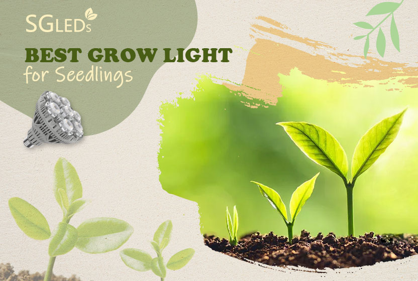 best cheap grow light for seedlings